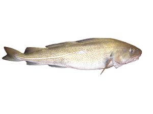 Kabeljau